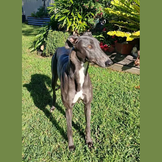 Photo of Dixie, The Greyhound