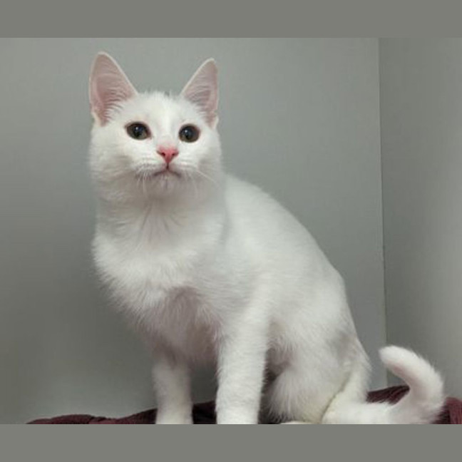 Photo of Sassy