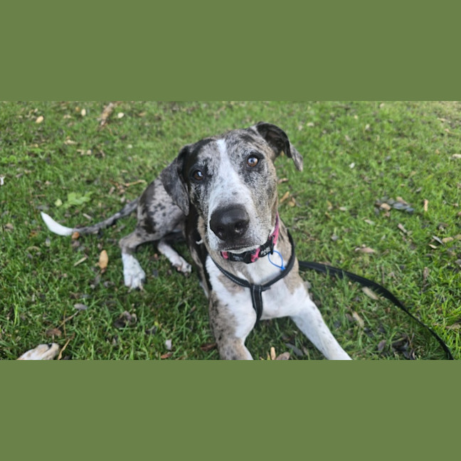 Photo of Truffles *$150 Adoption Fee*