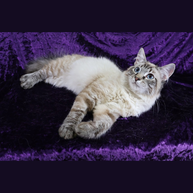 Photo of Cisco
