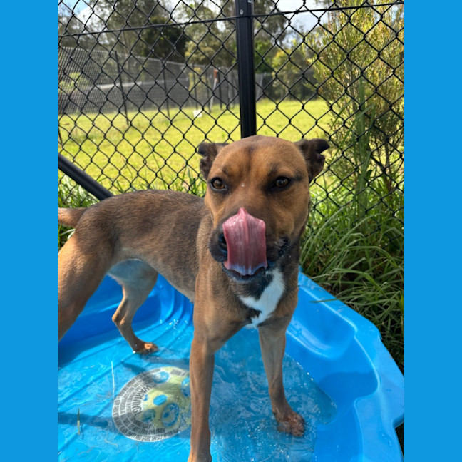 Photo of Brownie Imp 2126