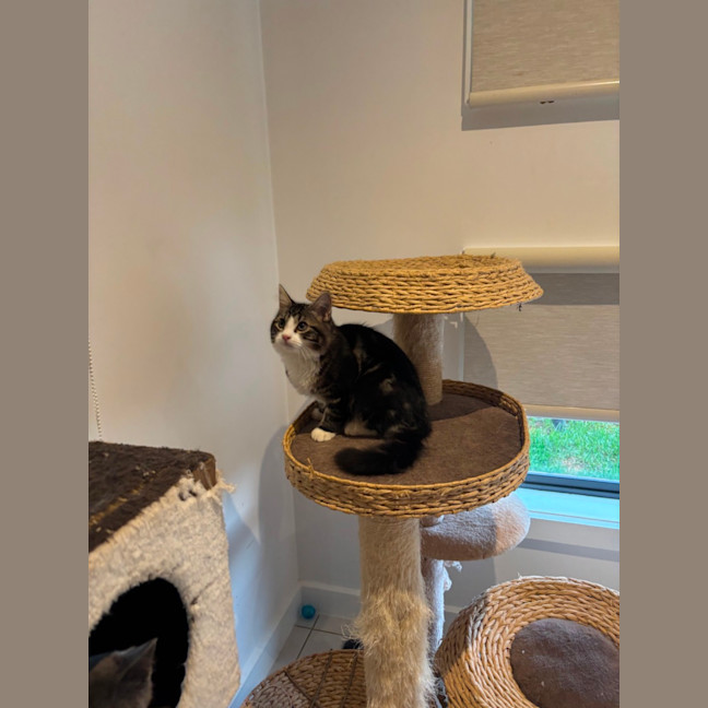 Photo of Gizmo Meet Me@Petstock Hastings Store