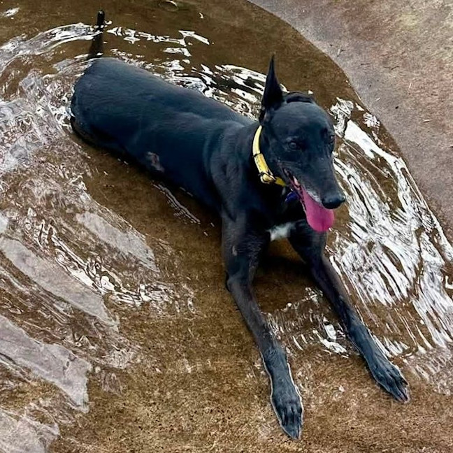Photo of Nibbler The Greyhound