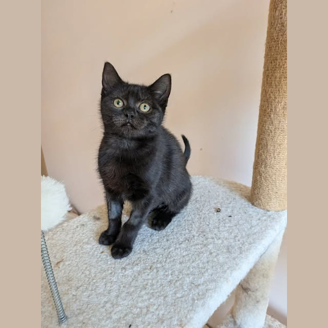 Photo of Fifi