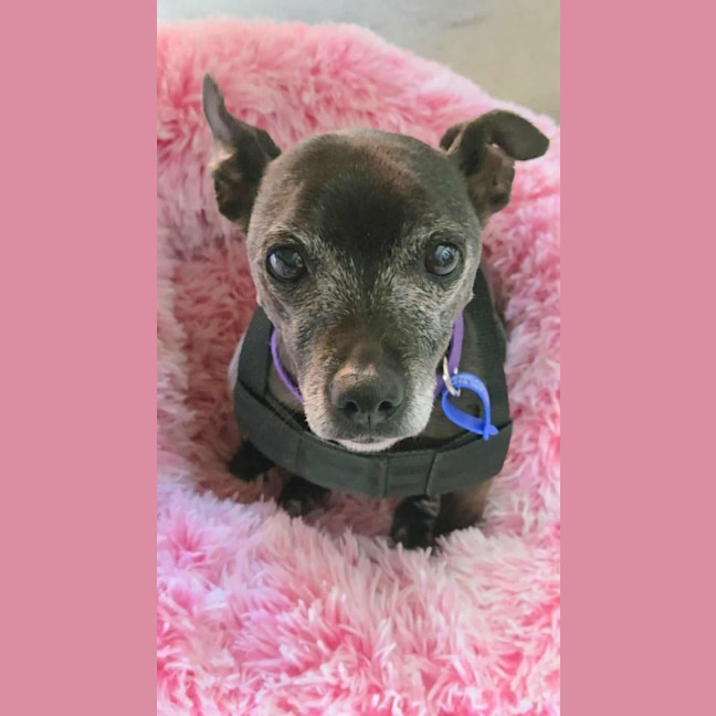 Photo of Nyxie   12 Year Old Jack Russell X