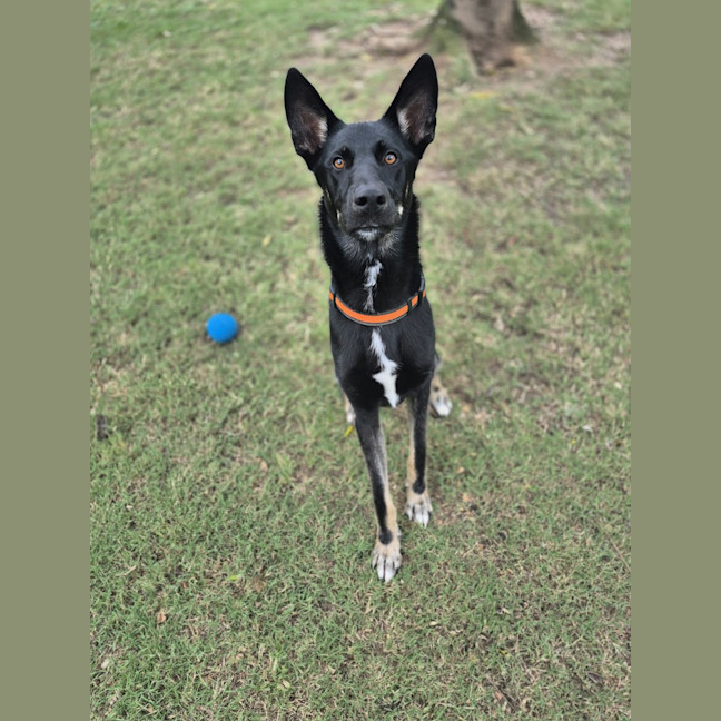 Photo of Atlas