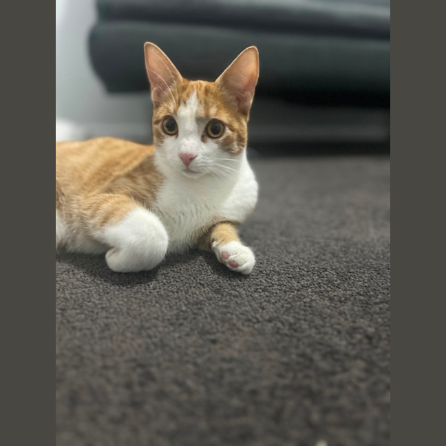 Photo of Mango