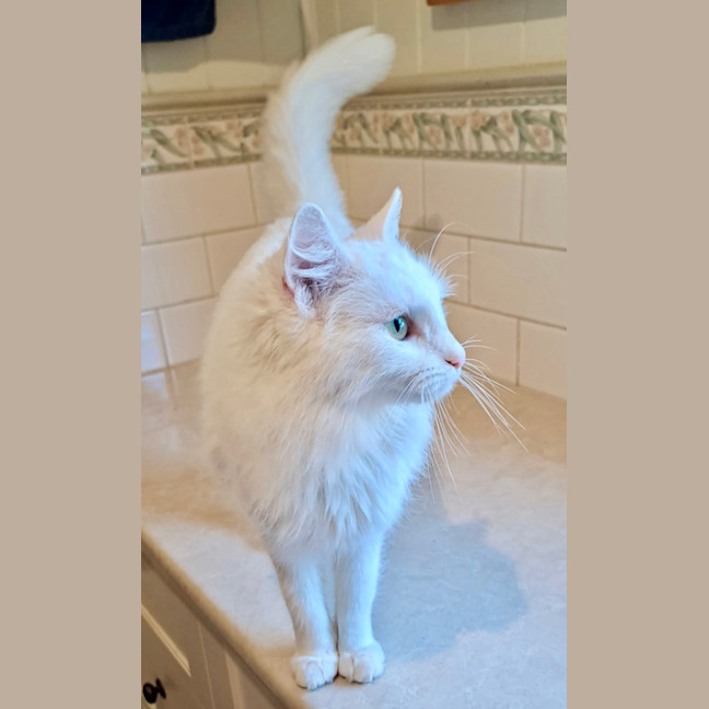 Photo of Topaz