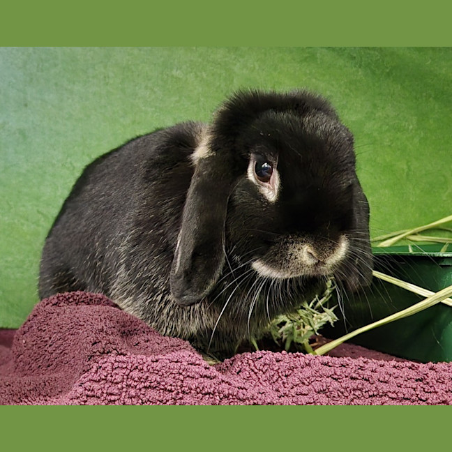 Photo of Oreo
