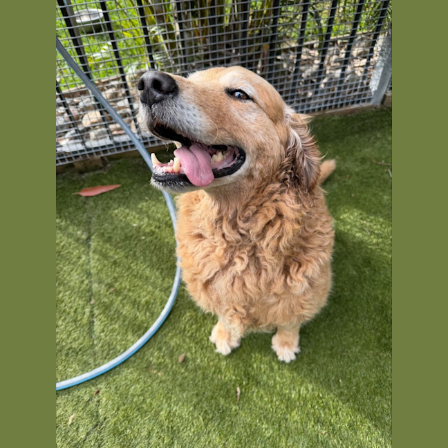 Photo of Nala