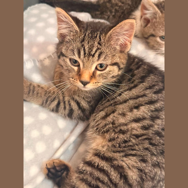 Photo of Polly