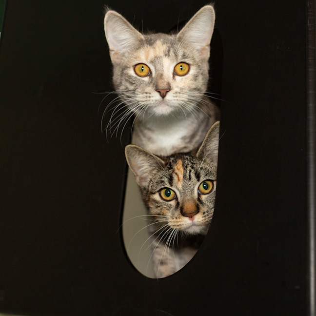 Photo of Thistlewhisp