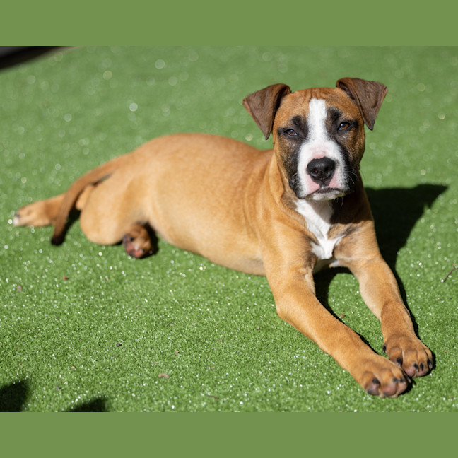 Photo of Comet