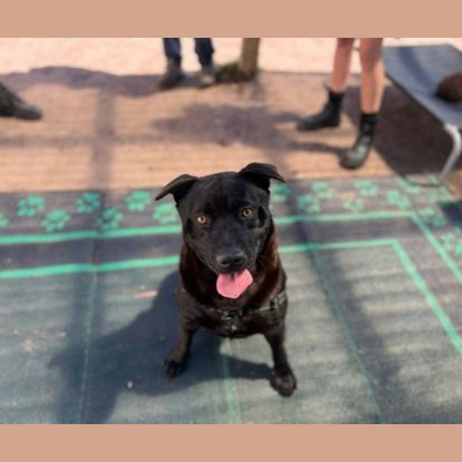 Photo of Dizzee Rascal 