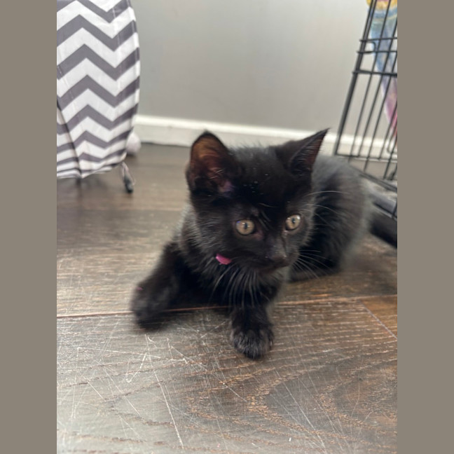 Photo of Luna