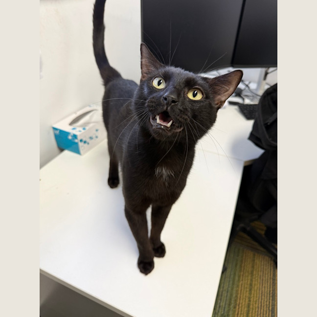 Photo of Shadow
