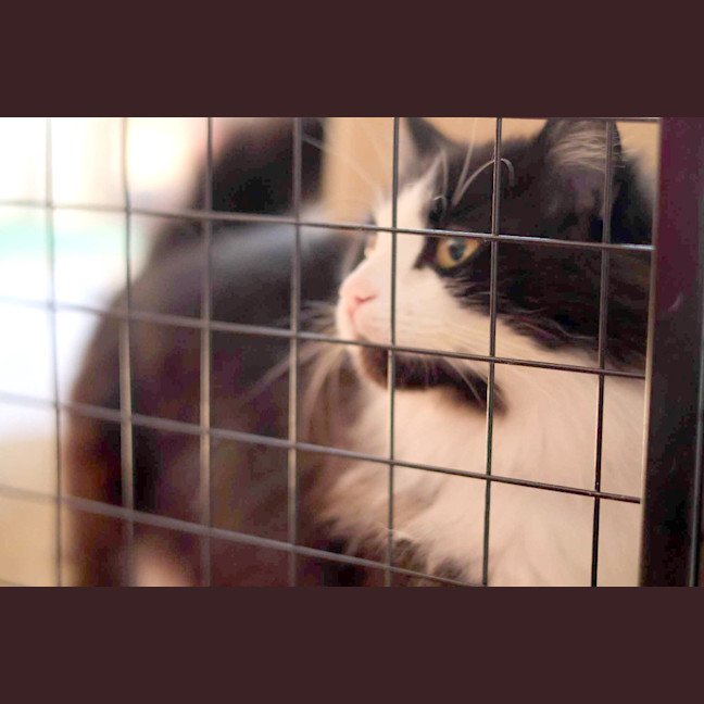 Photo of Chase Brushtail