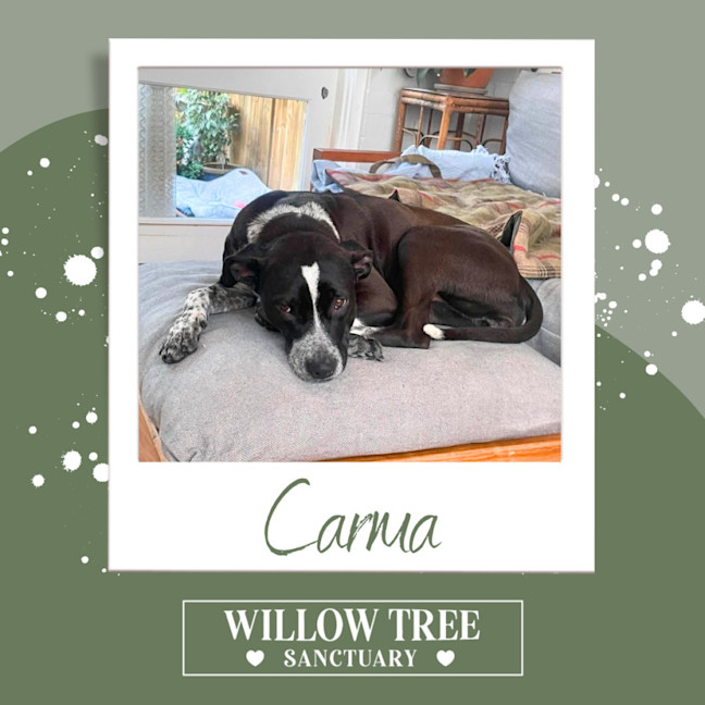 Photo of Carma
