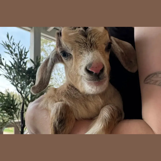 Photo of Maple And Willow