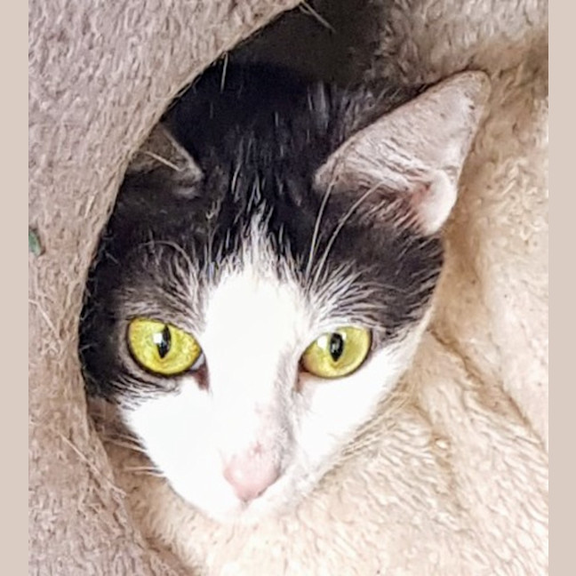 Photo of June   Now At Pet Quarters Broadmeadow 