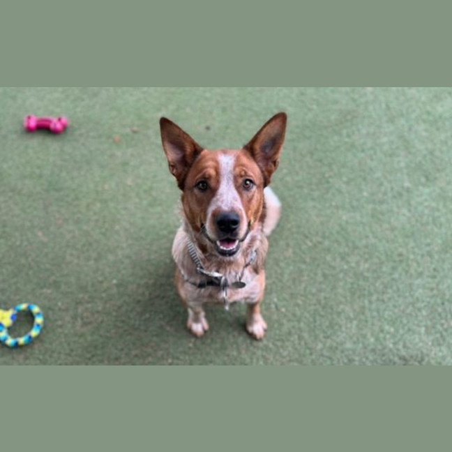 Photo of Sadie