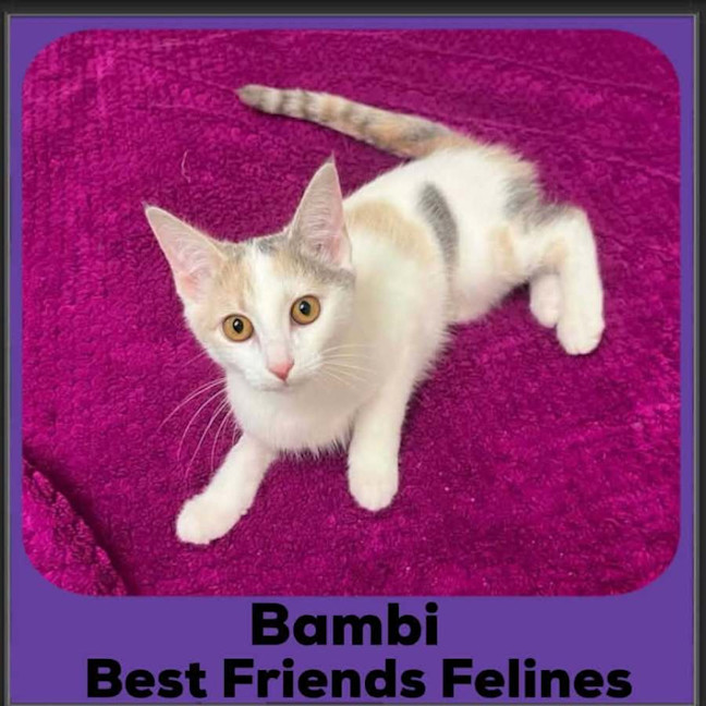 Photo of Bambi