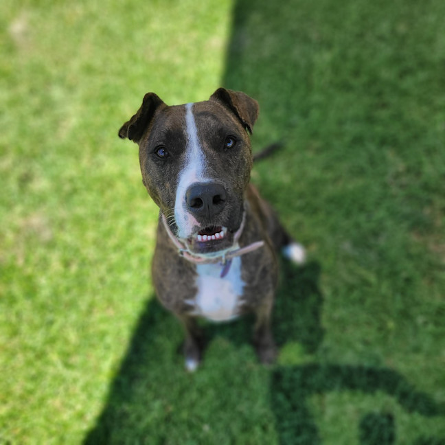 Photo of Rosie