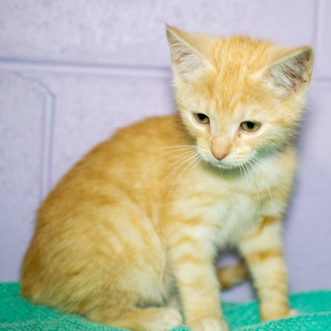 Photo of Sherbet