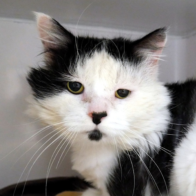 Photo of Tux Sta015160