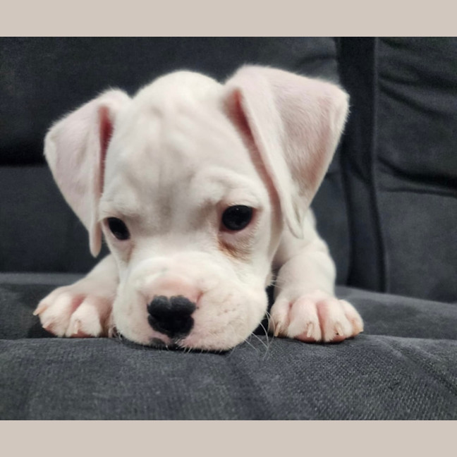 Photo of Jax 🐻🐾