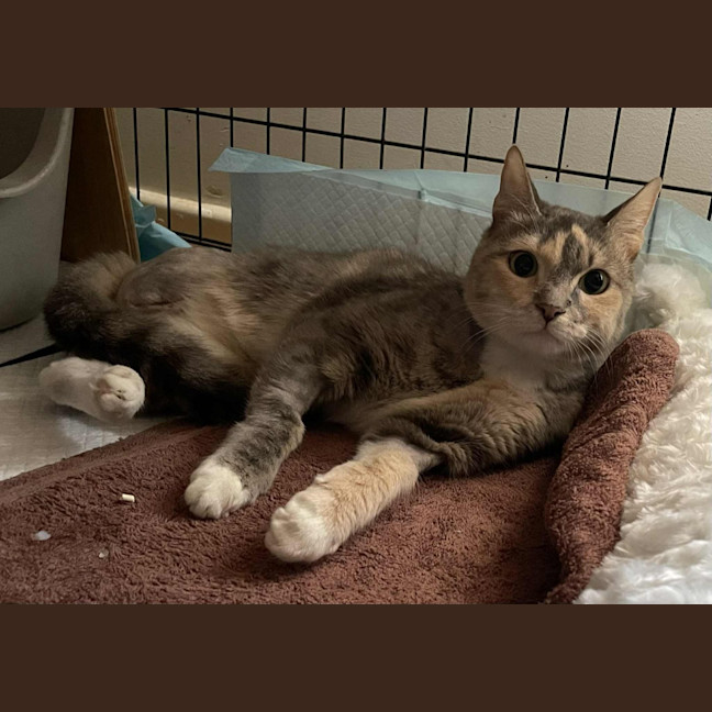 Photo of Gentleheart (Gingerbread)