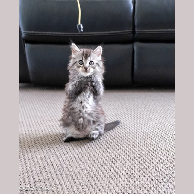 Photo of Dusty