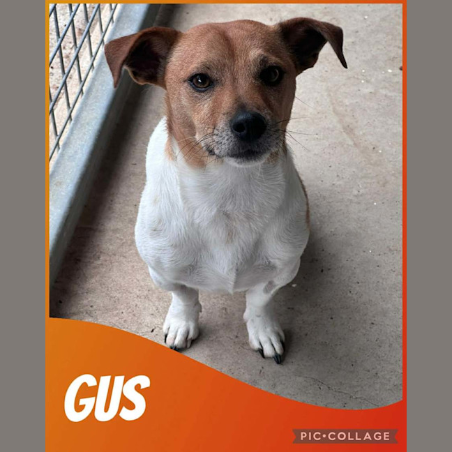Photo of Gus