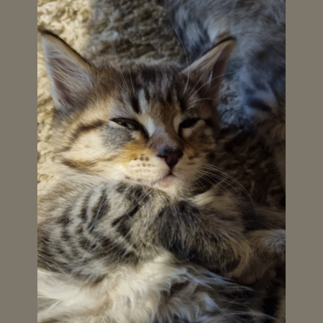 Photo of Chico