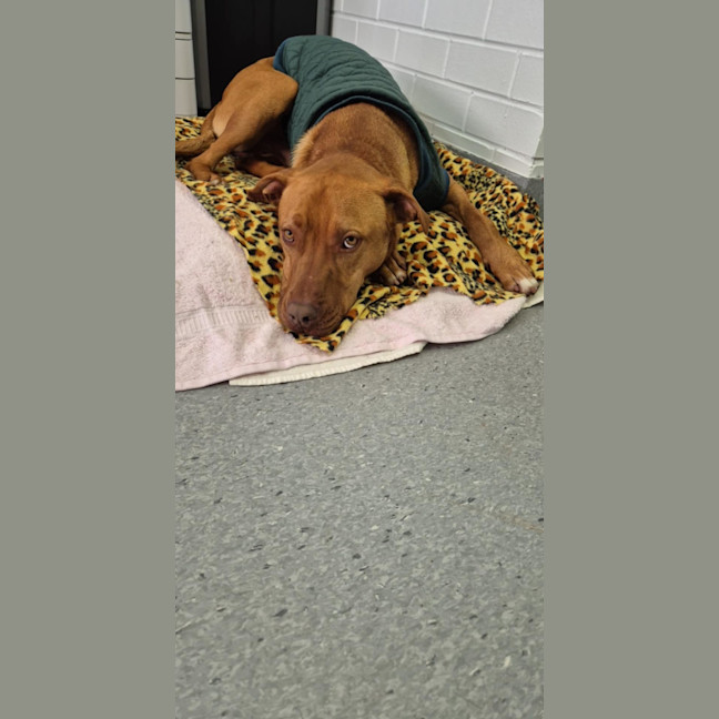 Photo of Pikelet 🥞