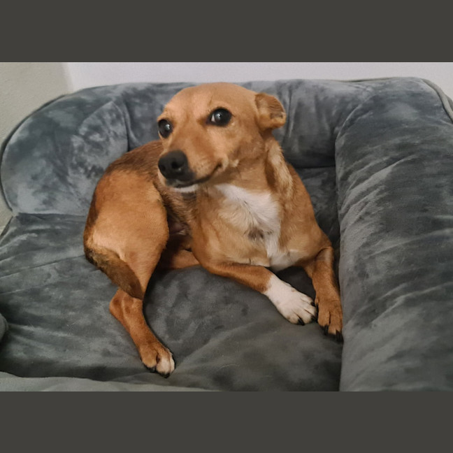 Photo of Bella