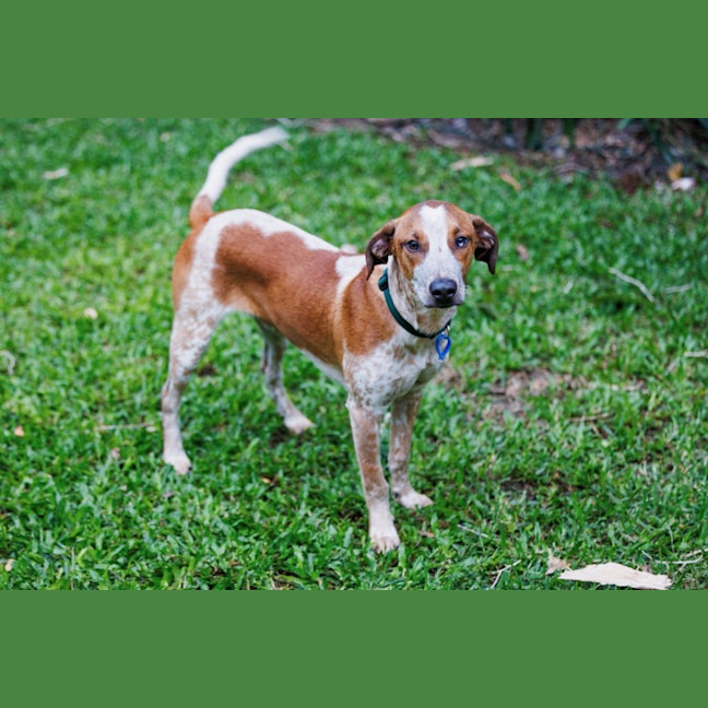 Photo of Rocco
