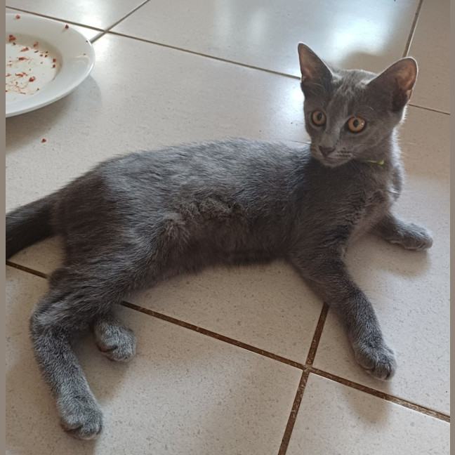 Photo of Smokey 2