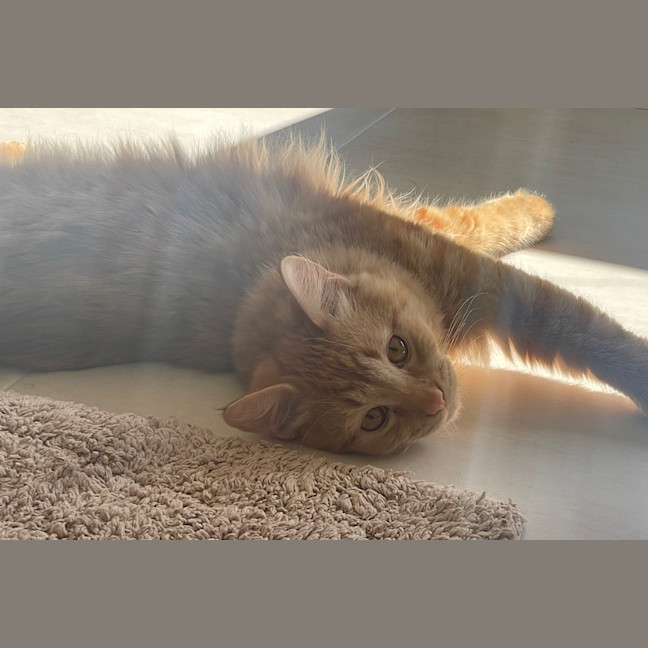 Photo of Simba (Fostered In Perth)