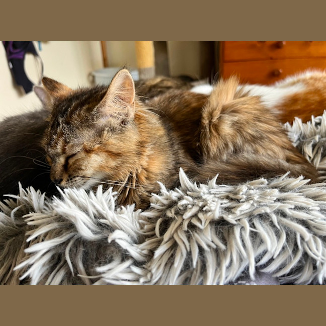 Photo of Nova *9 Lives Project Rescue*