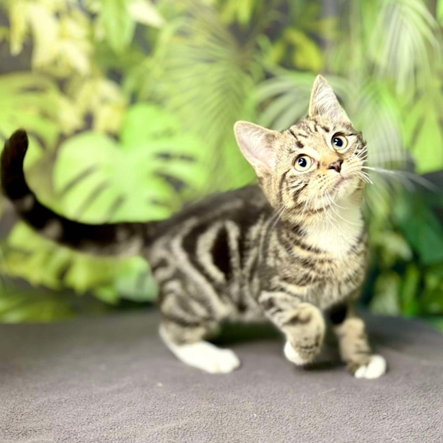 Photo of Oscar (Located In Preston) 