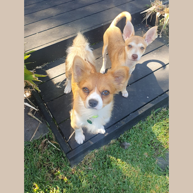 Photo of Tucker