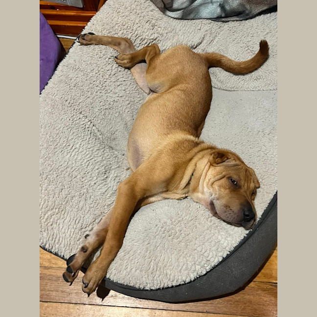 Photo of Sticky Date