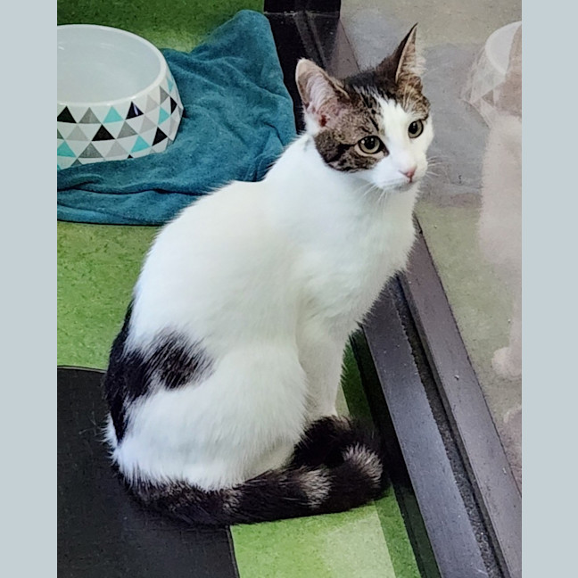 Photo of Pookie (Bonded With Pookie)