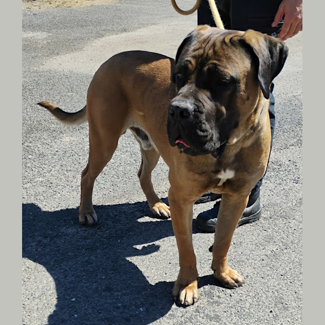 Photo of Ace