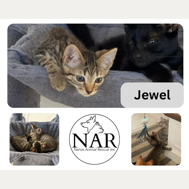 Photo of Jewel