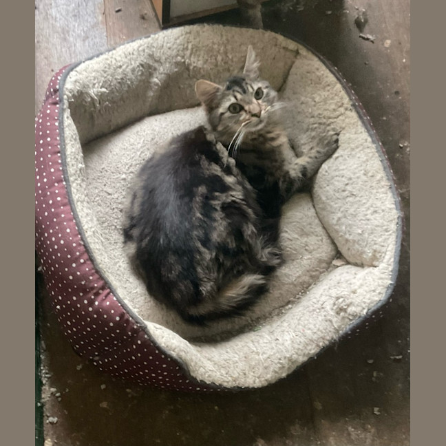 Photo of Bubbles / Buttercup