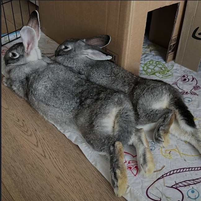 Photo of Millie And Molly