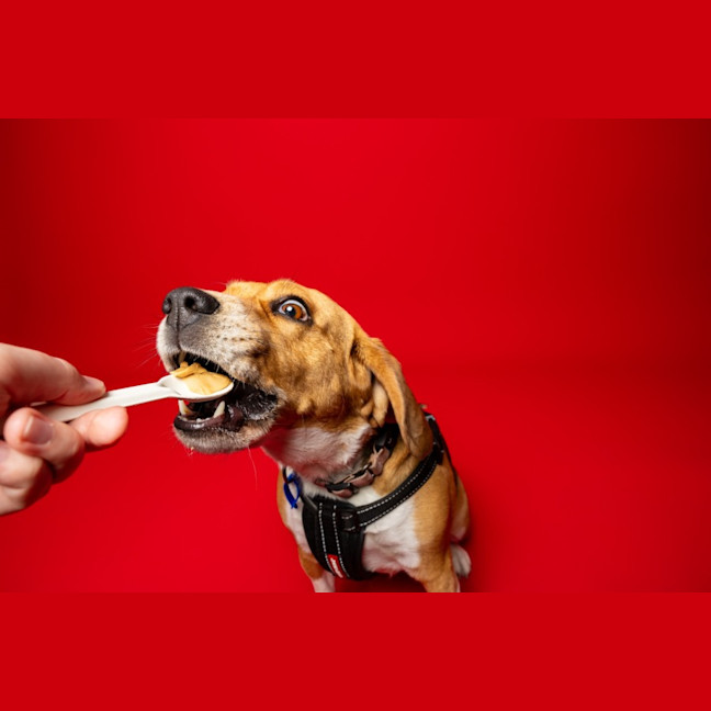 Photo of Hart   4 Year Old Beagle