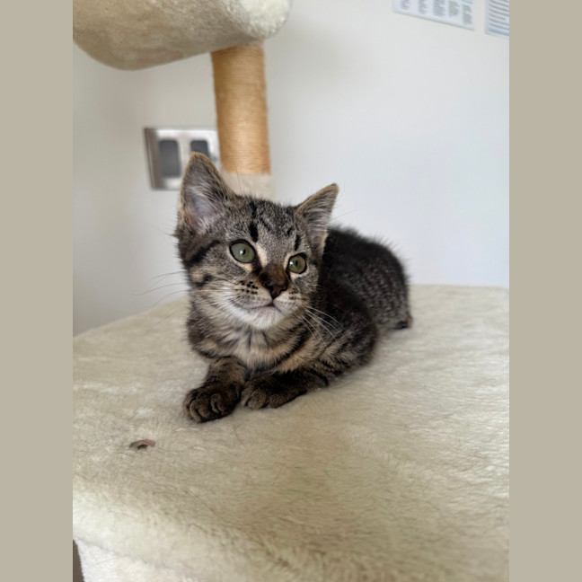 Photo of Tabby Kitten 